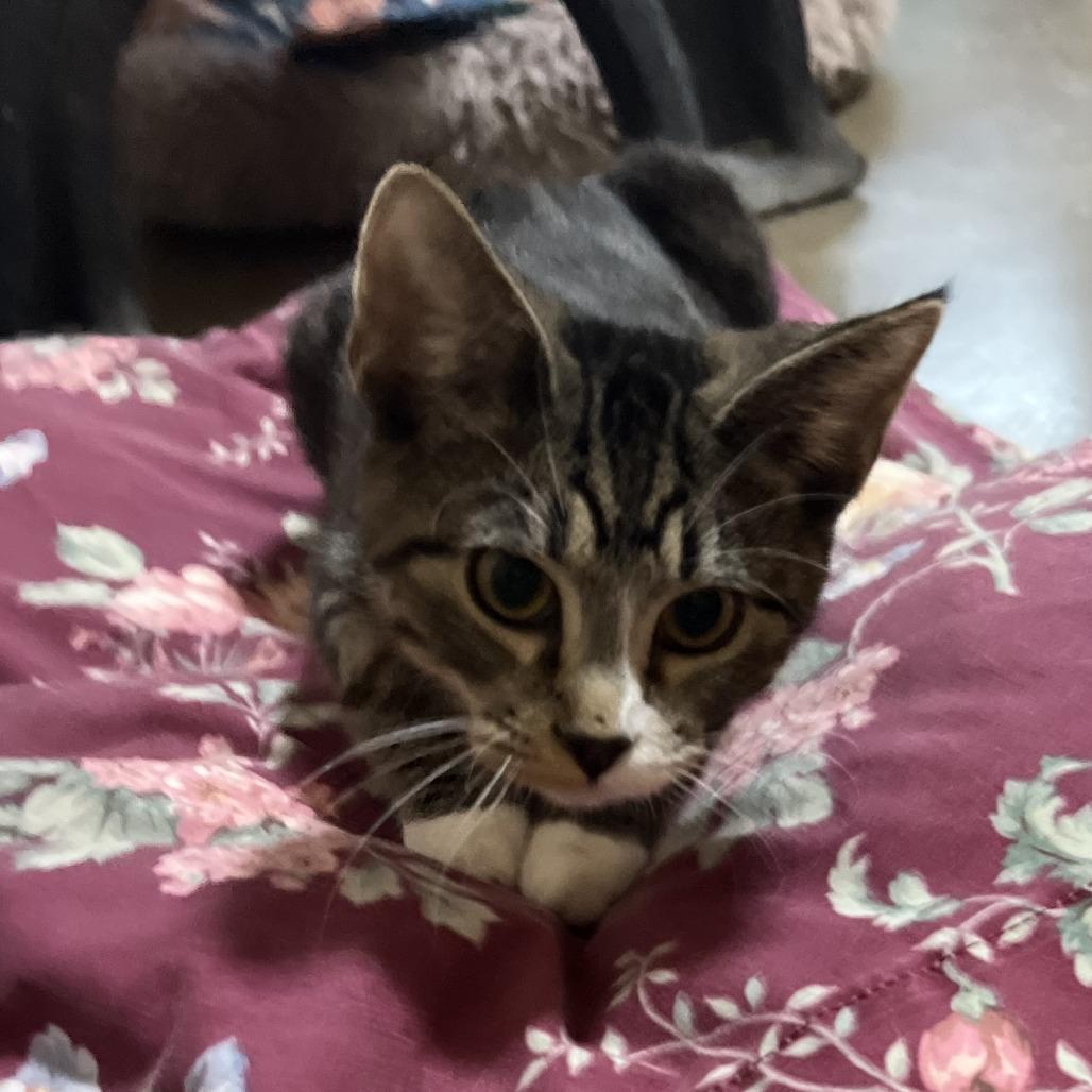 Enlarge Lynx, a Adoptable Domestic Short Hair in Wadena, MN image 4/5