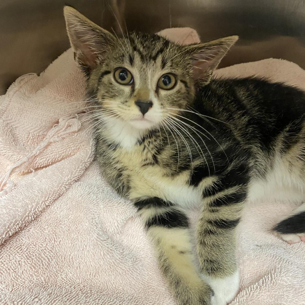 Enlarge Lynx, a Adoptable Domestic Short Hair in Wadena, MN image 3/3