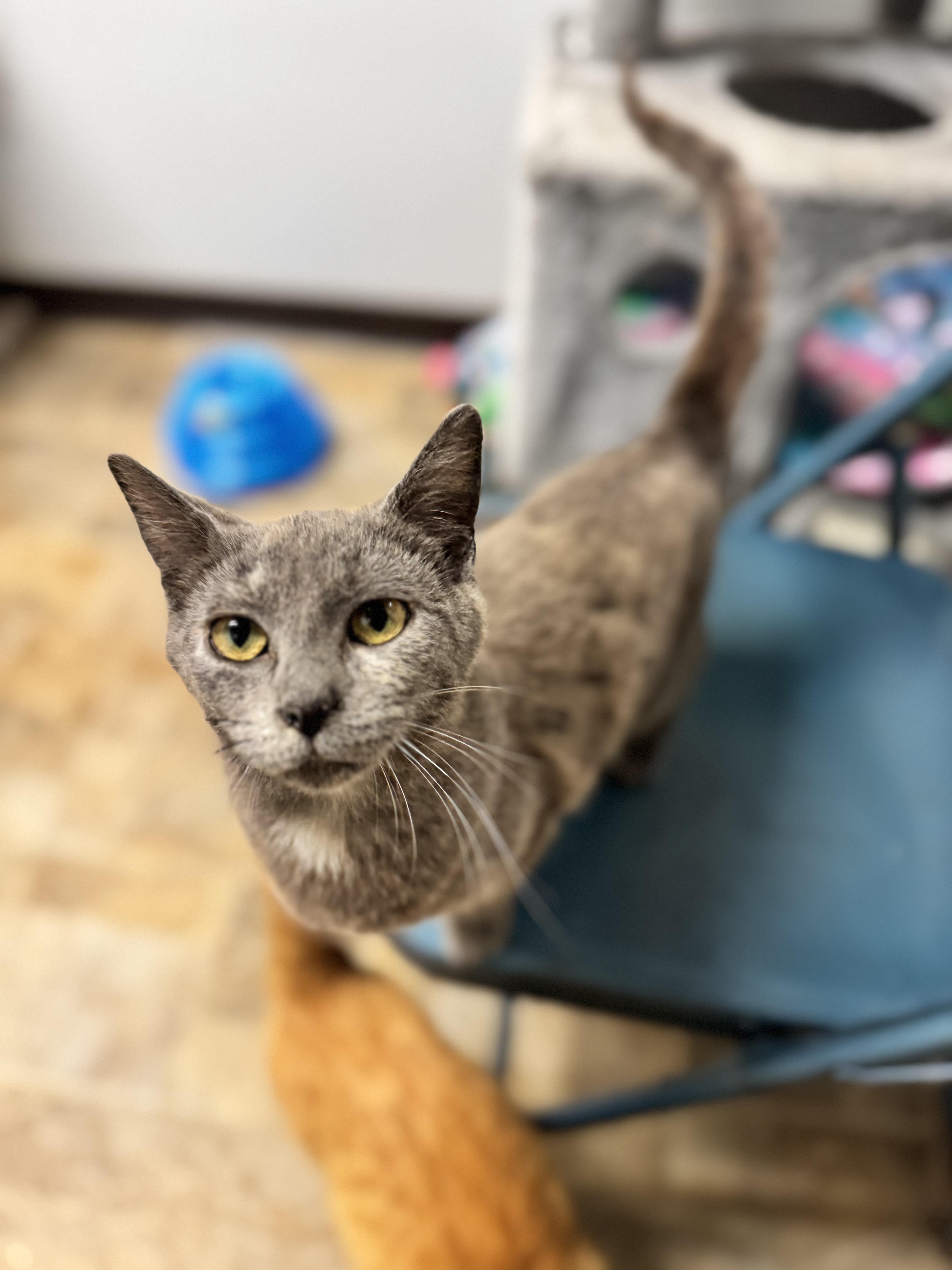 Jolie, an adoptable Domestic Short Hair in Dodgeville, WI image 3/3