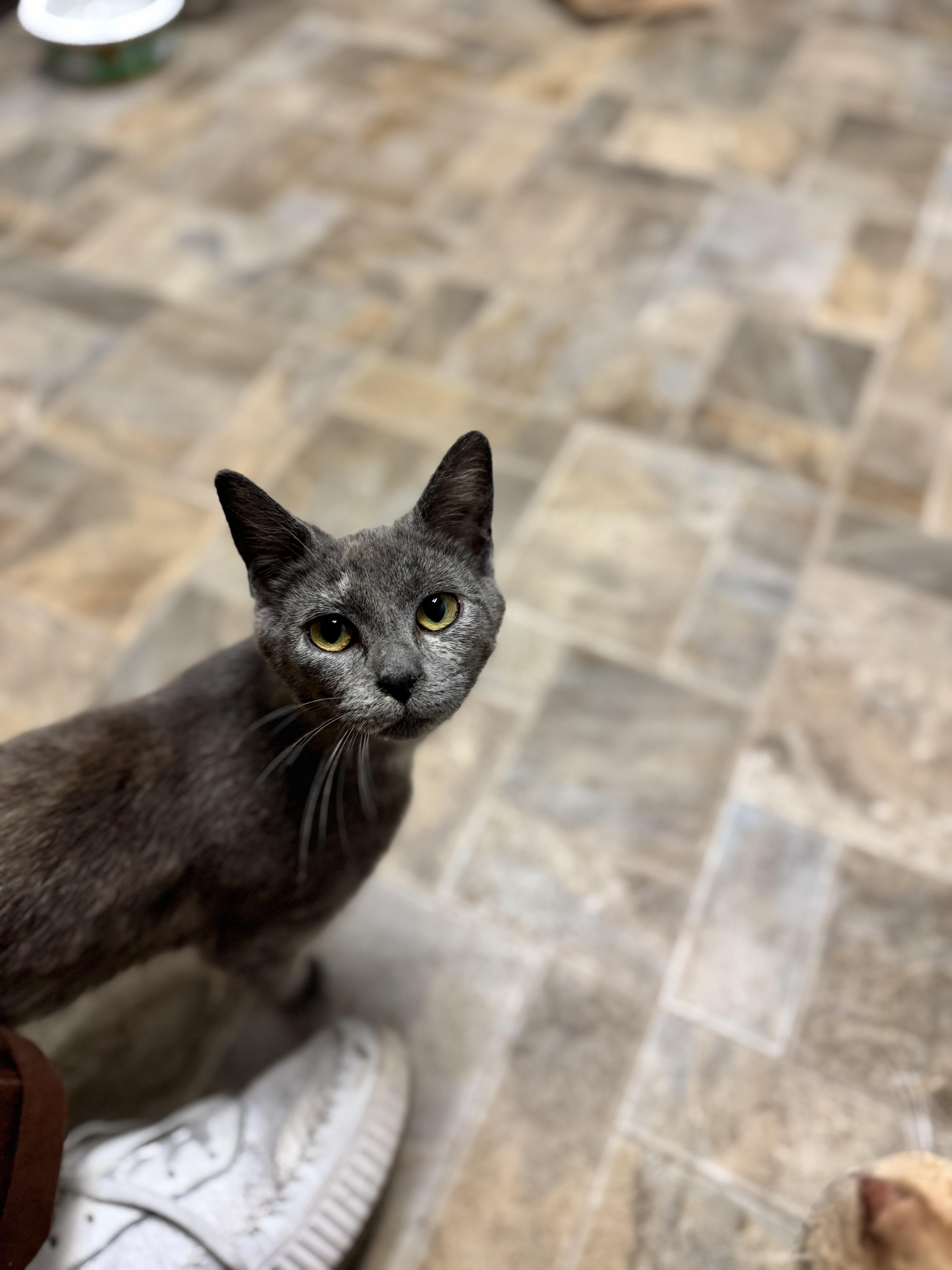 Jolie, an adoptable Domestic Short Hair in Dodgeville, WI image 2/3