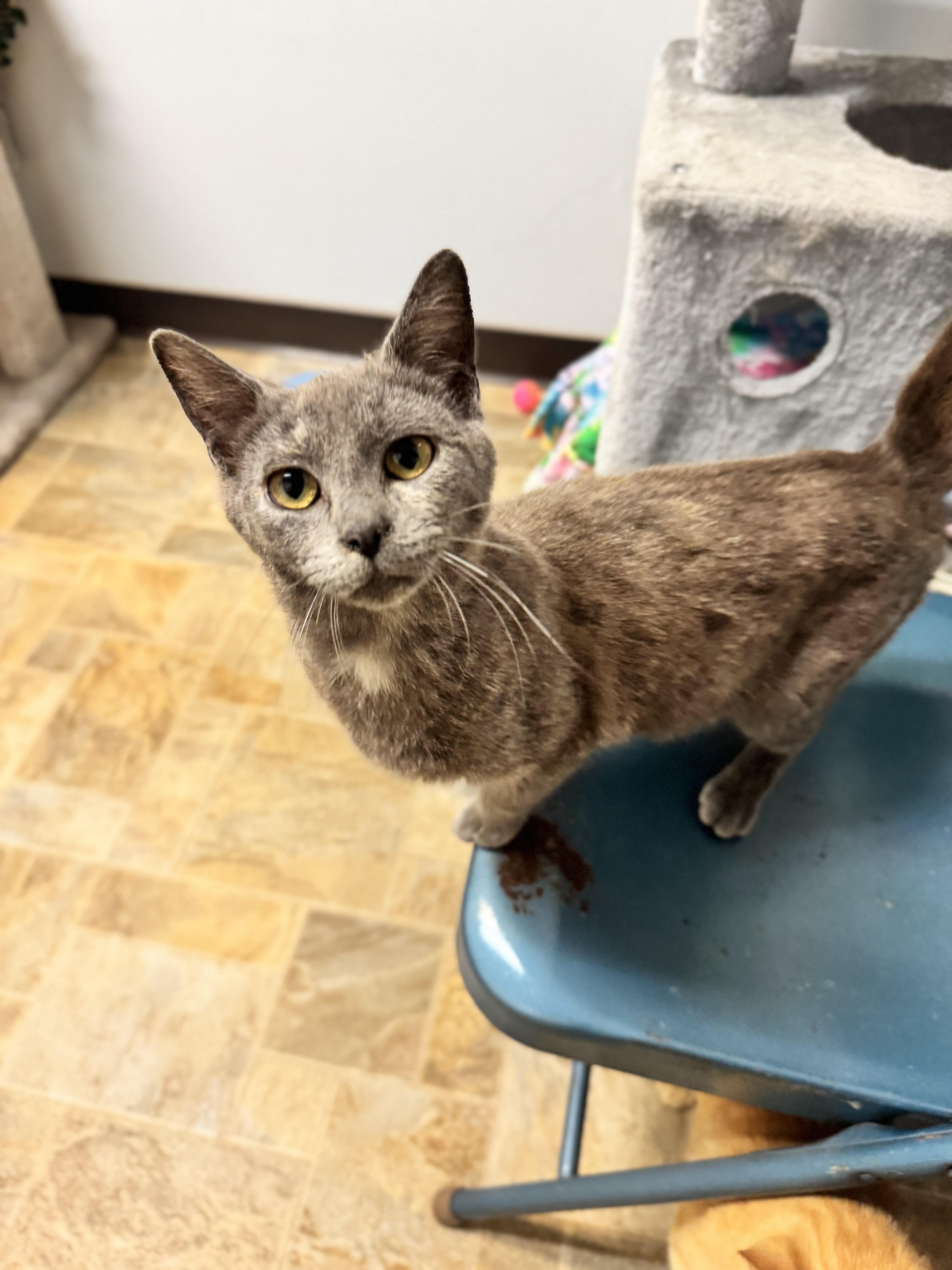 Jolie, adoptable, Young Female Domestic Short Hair.