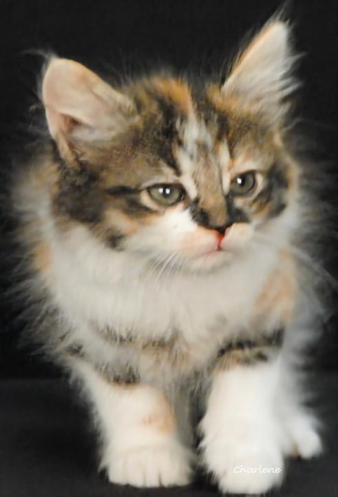 Enlarge Jolene, a Adopted mixed breed in Newland, NC image 2/3