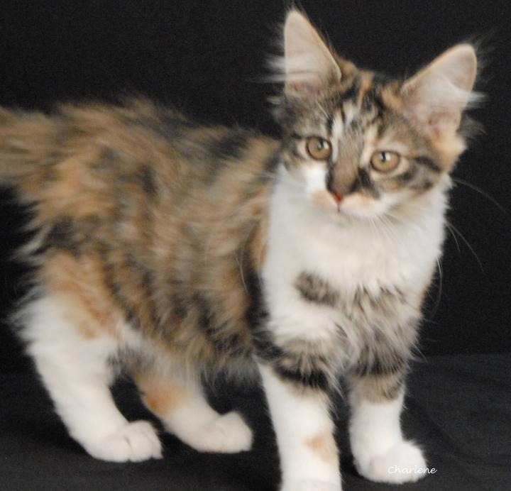 Enlarge Jolene, a Adopted mixed breed in Newland, NC image 1/3