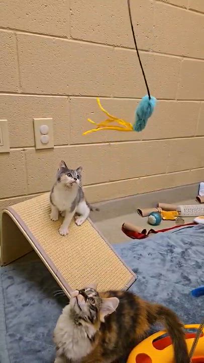 Enlarge Jolene, a Adopted mixed breed in Newland, NC video 3/3
