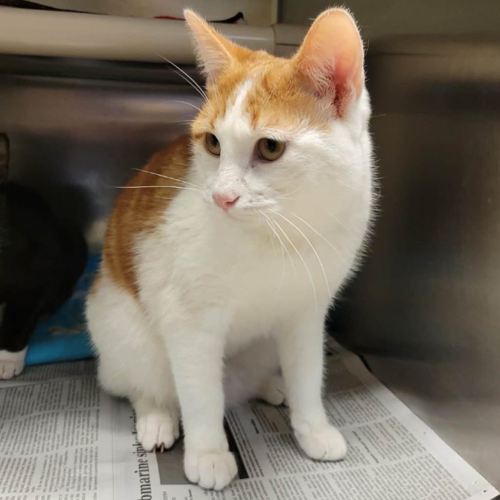 Enlarge Proper (& Prim), a Adoptable Domestic Short Hair in Columbia, MO image 1/6