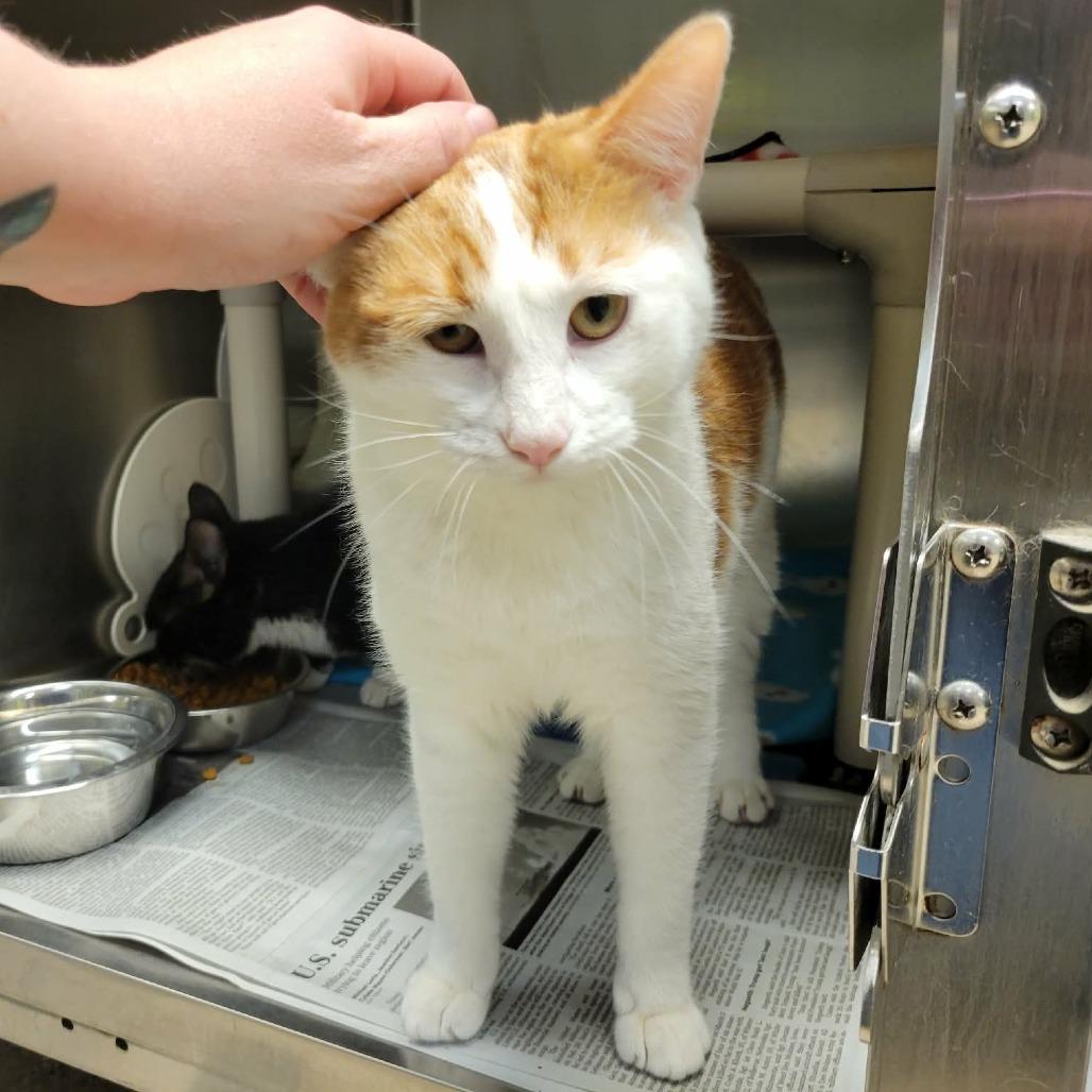 Enlarge Proper (& Prim), a Adoptable Domestic Short Hair in Columbia, MO image 2/6