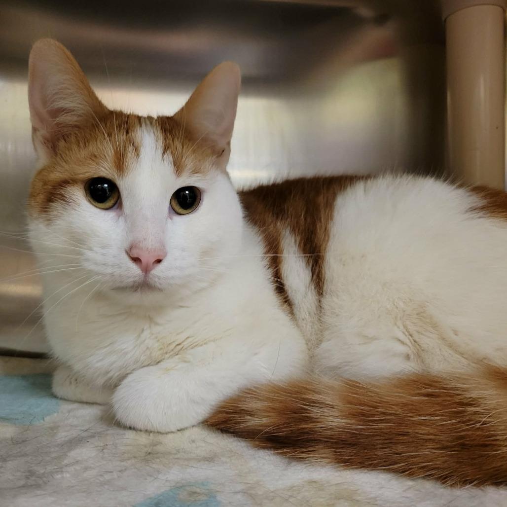 Enlarge Proper (& Prim), a Adoptable Domestic Short Hair in Columbia, MO image 3/6