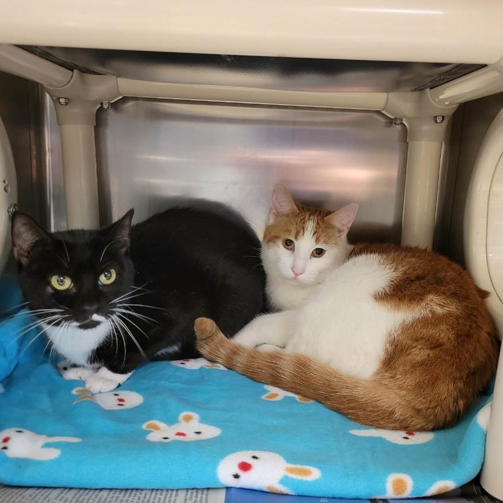 Enlarge Proper (& Prim), a Adoptable Domestic Short Hair in Columbia, MO image 4/6