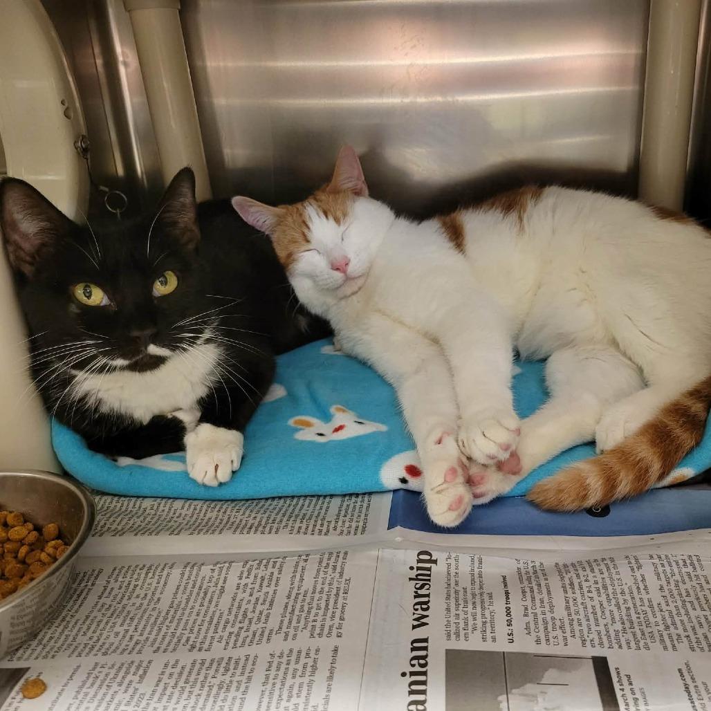 Enlarge Proper (& Prim), a Adoptable Domestic Short Hair in Columbia, MO image 5/6