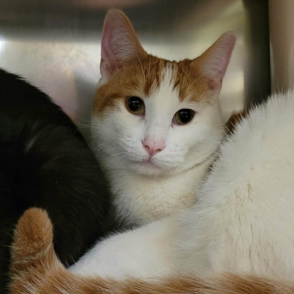 Enlarge Proper (& Prim), a Adoptable Domestic Short Hair in Columbia, MO image 6/6