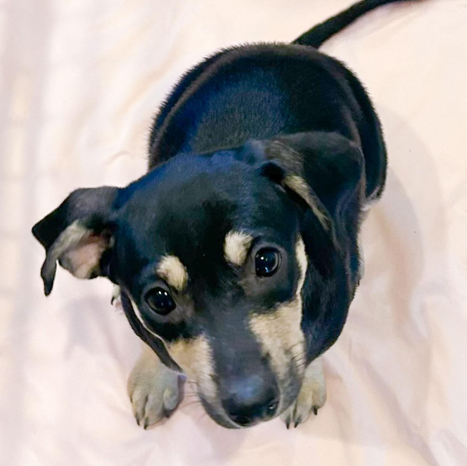 Katrina, a Adoptable mixed breed in Albany, NY image 6/6