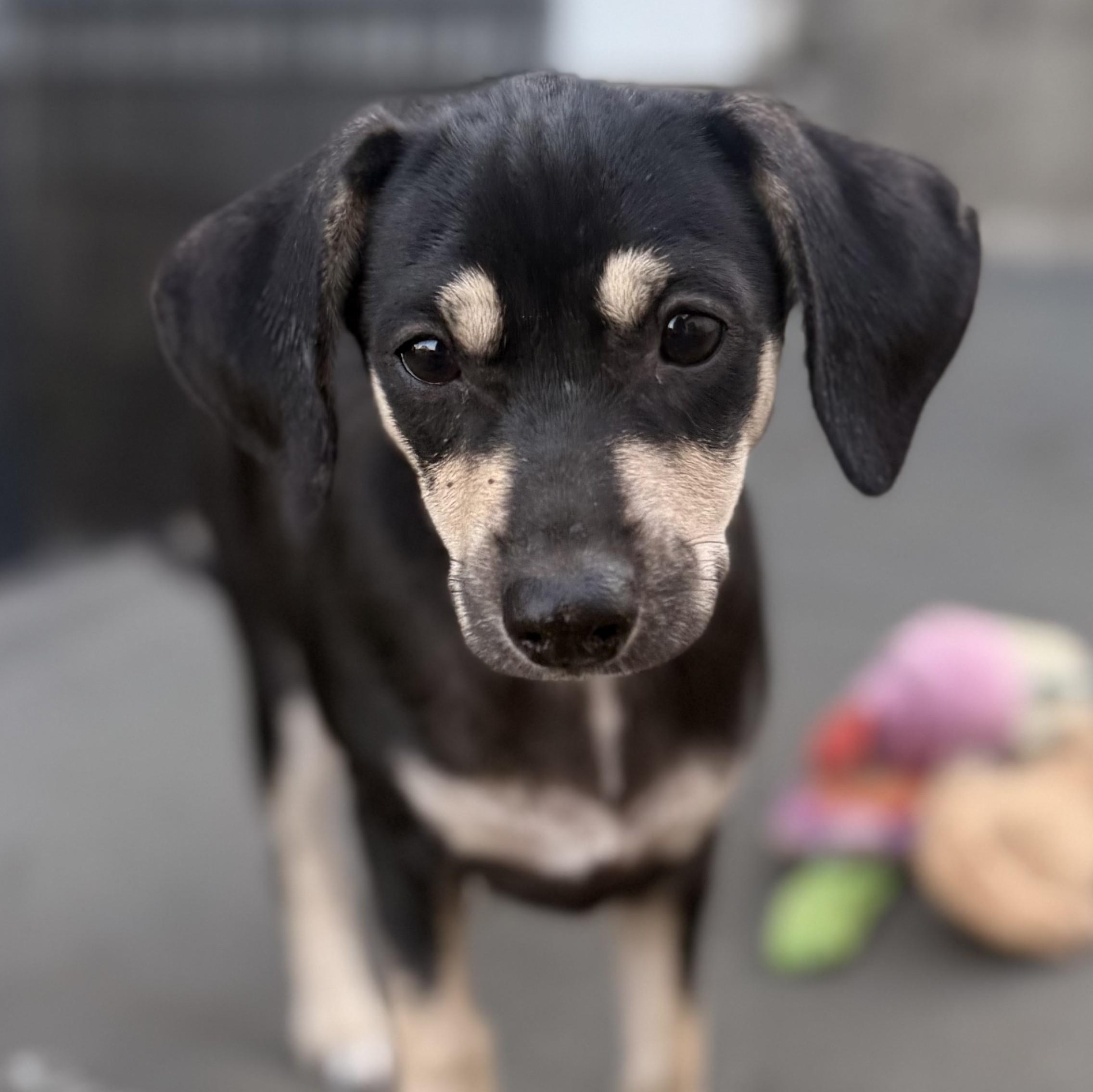 Katrina, Adoptable, Puppy Female Chihuahua & Miniature Pinscher.