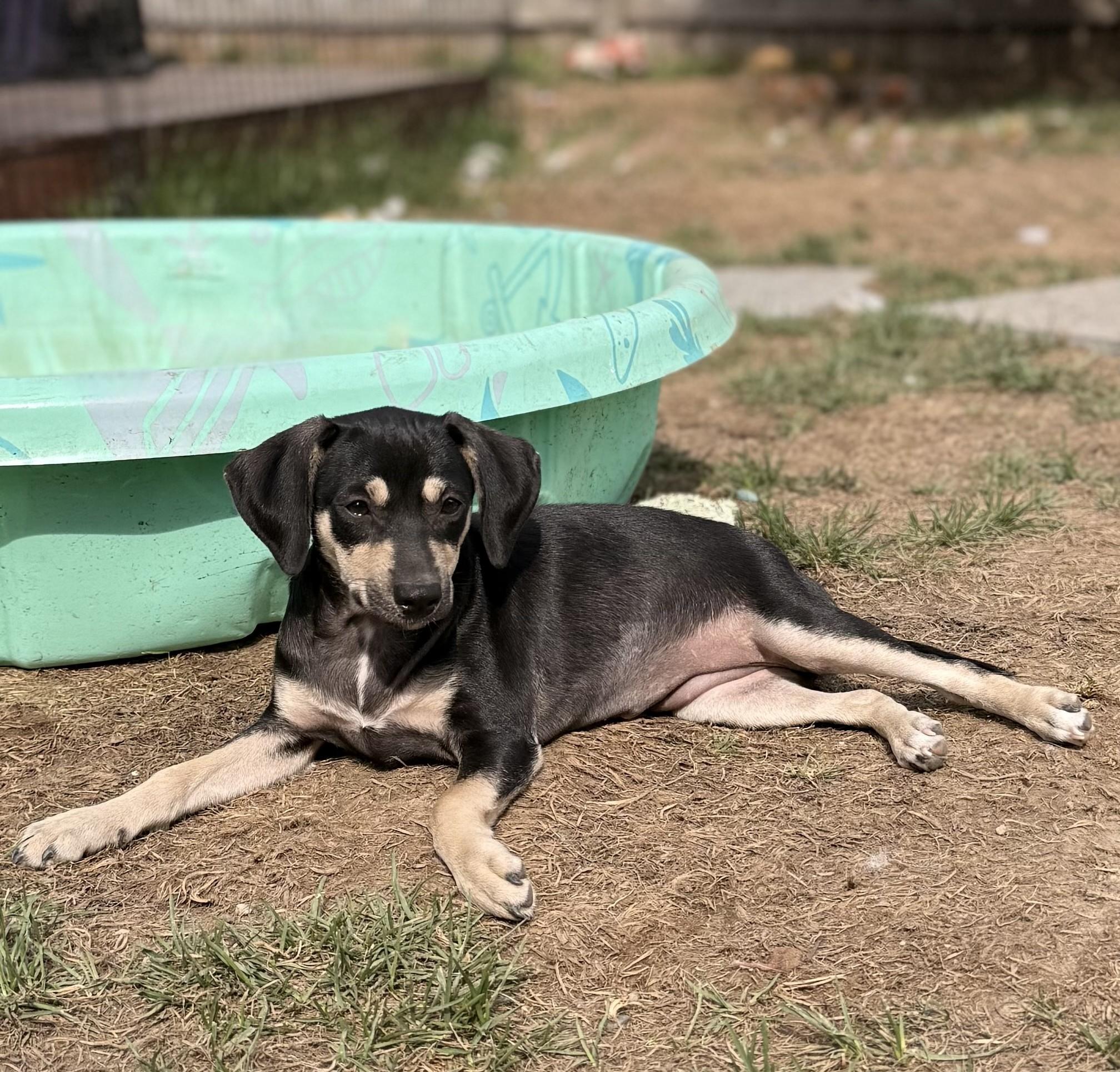 Katrina, a Adoptable mixed breed in Albany, NY image 4/6