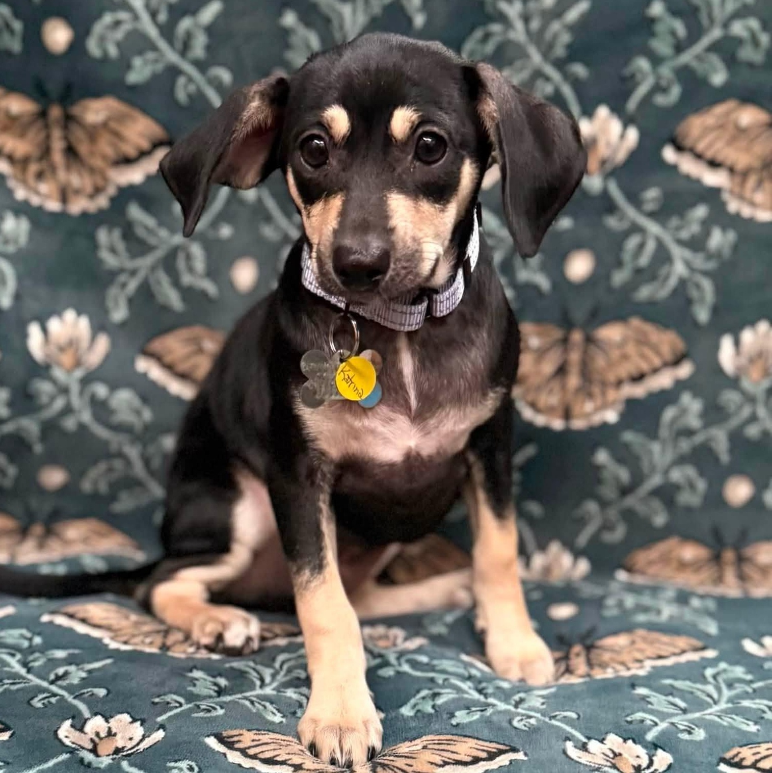 Katrina, a Adoptable mixed breed in Albany, NY image 5/6