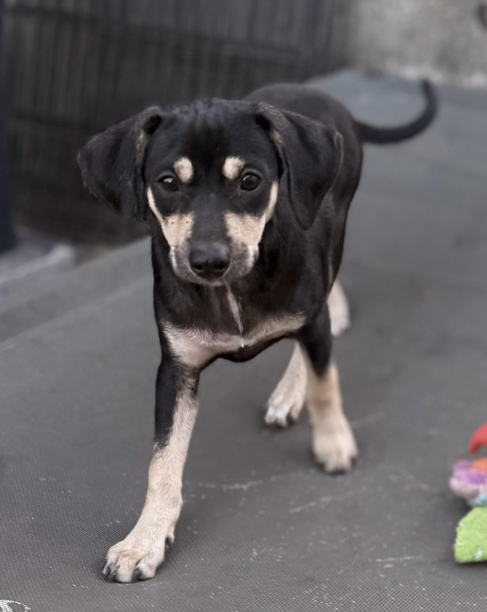 Katrina, a Adoptable mixed breed in Albany, NY image 3/6