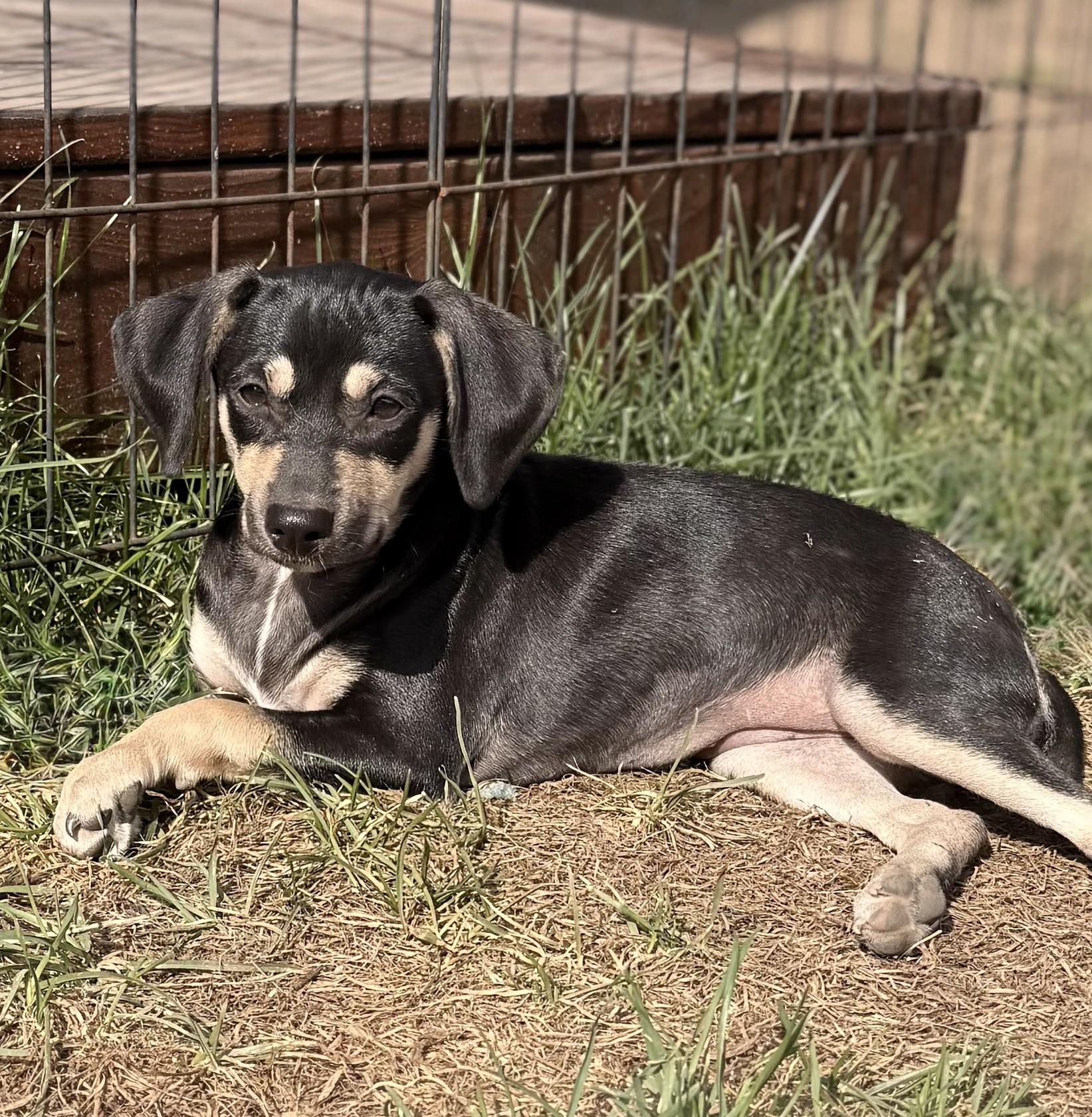 Katrina, a Adoptable mixed breed in Albany, NY image 2/6