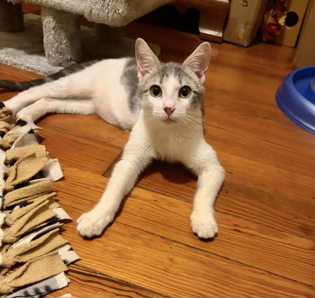 Enlarge Bernard, a Adoptable Domestic Short Hair in New Orleans, LA image 5/6