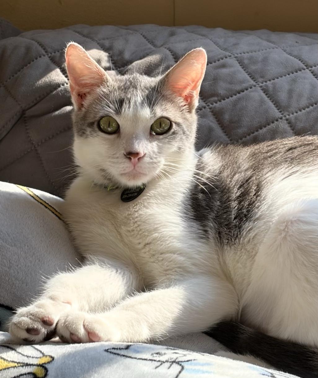 Enlarge Bernard, a Adoptable Domestic Short Hair in New Orleans, LA image 1/6