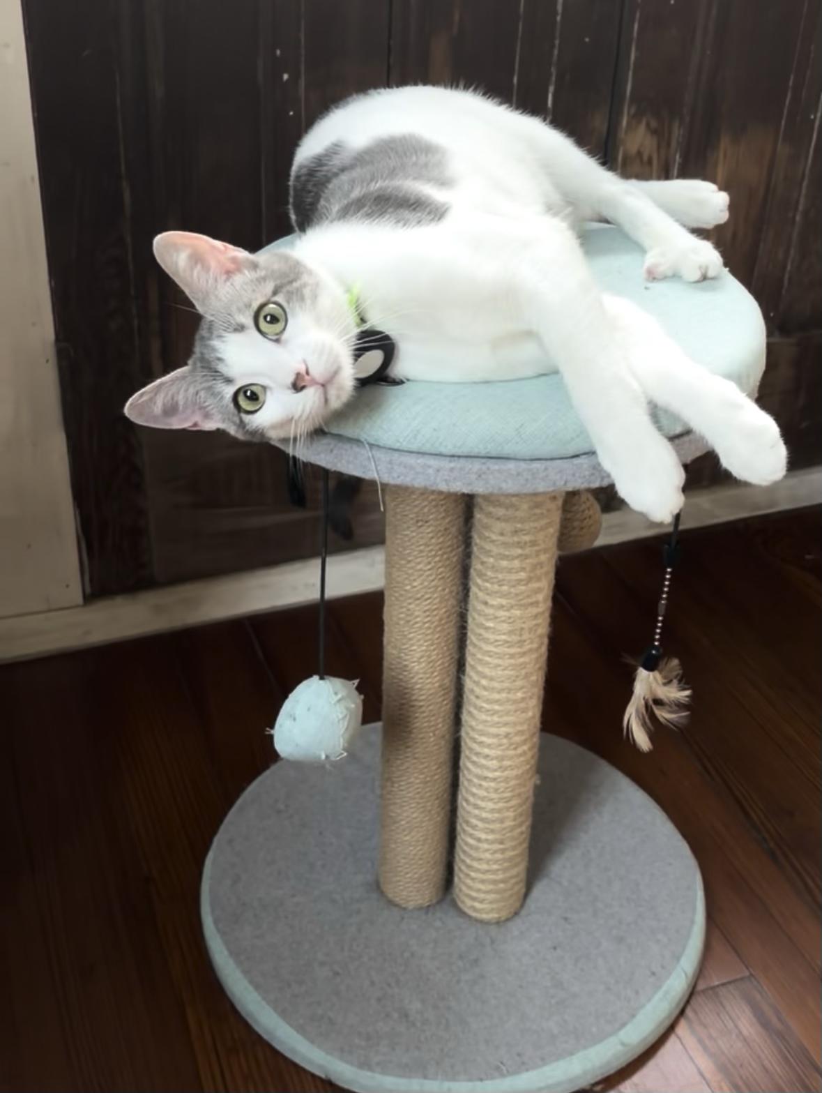 Enlarge Bernard, a Adoptable Domestic Short Hair in New Orleans, LA image 2/6