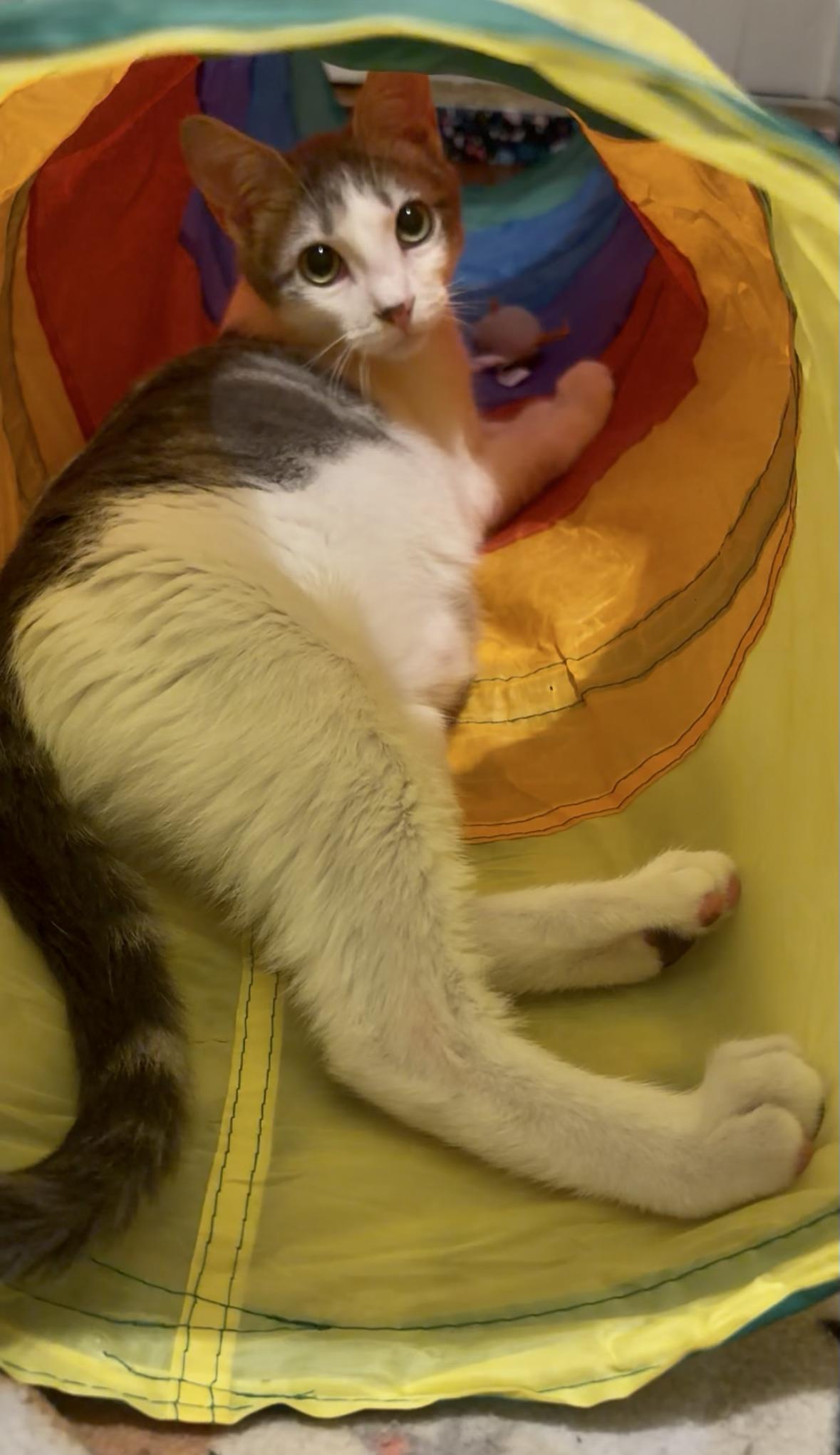 Enlarge Bernard, a Adoptable Domestic Short Hair in New Orleans, LA image 2/6