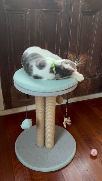 Enlarge Bernard, a Adoptable Domestic Short Hair in New Orleans, LA video 6/6