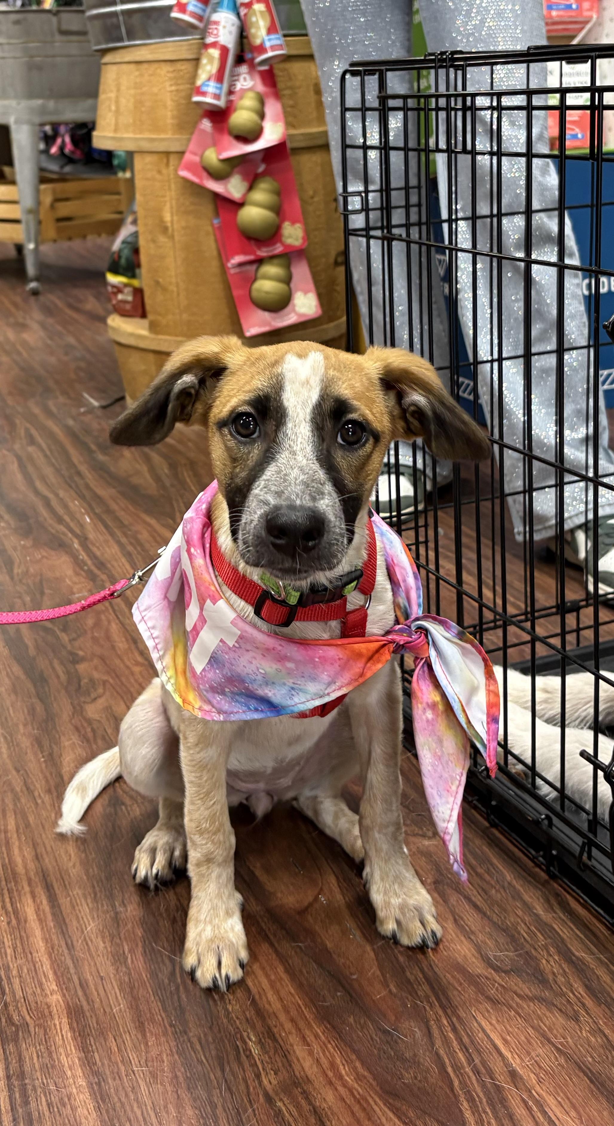 Enlarge Daisy Duke, a ADOPTABLE mixed breed in Argyle, TX image 2/4