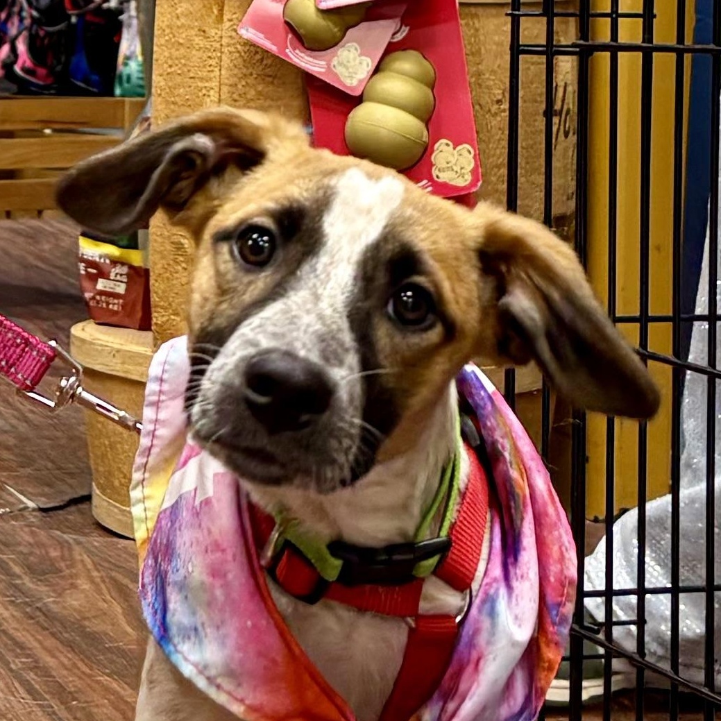 Daisy Duke, ADOPTABLE, Puppy Female Australian Cattle Dog / Blue Heeler.
