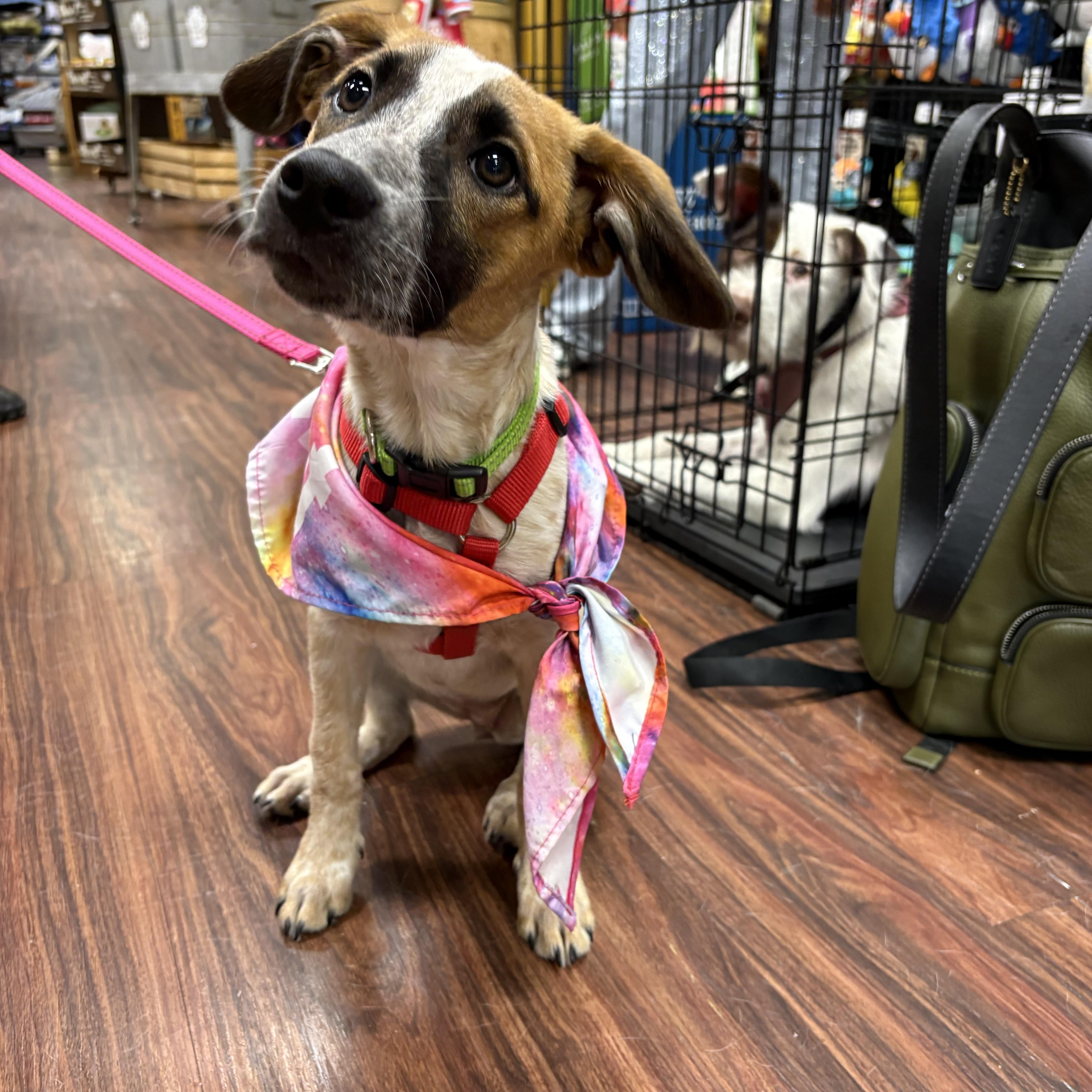 Enlarge Daisy Duke, a ADOPTABLE mixed breed in Argyle, TX image 3/4