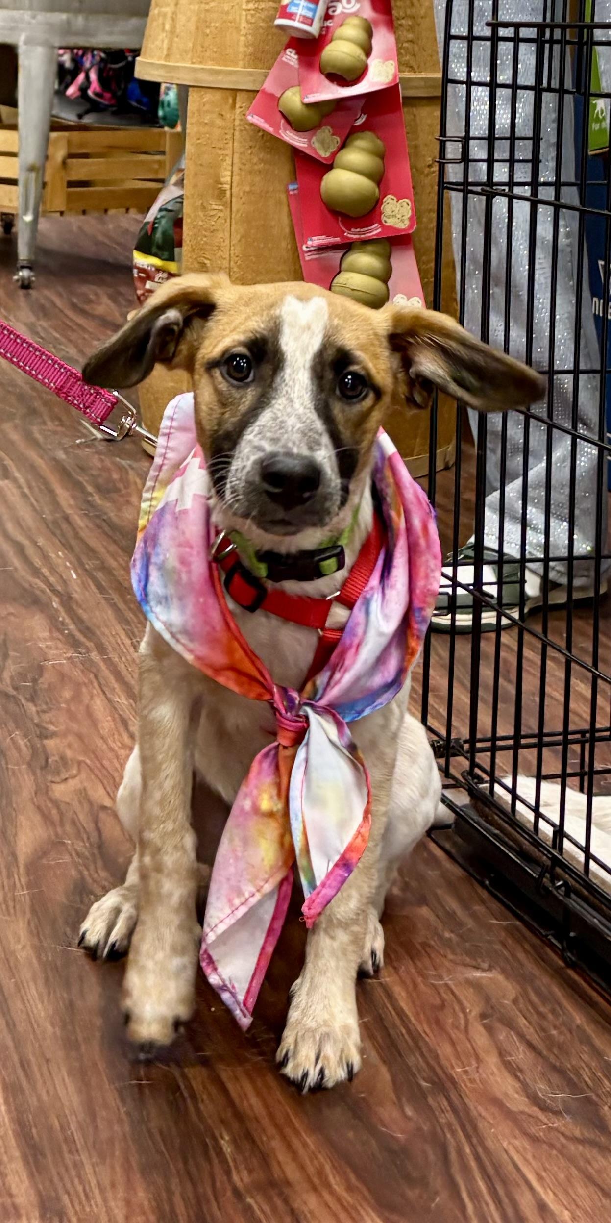 Enlarge Daisy Duke, a ADOPTABLE mixed breed in Argyle, TX image 4/4