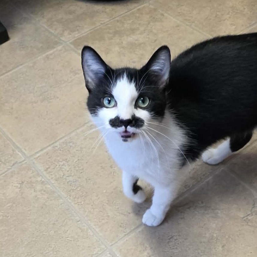 Enlarge Ceres, an adopted mixed breed in Shippenville, PA image 6/6