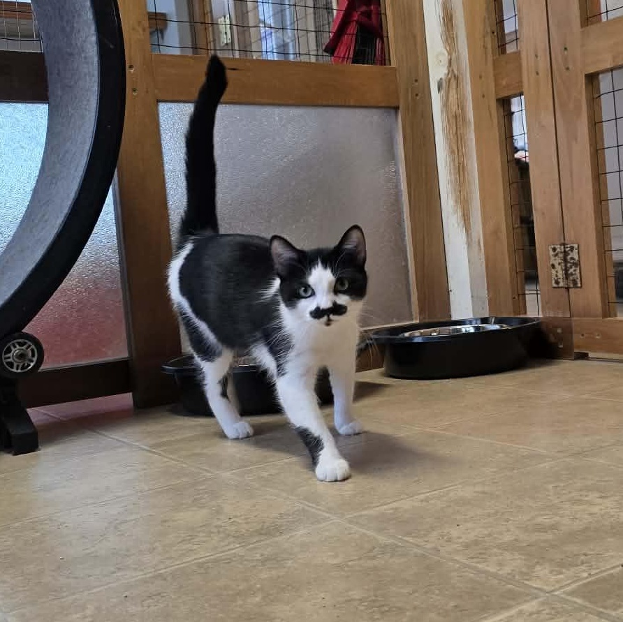 Enlarge Ceres, an adopted mixed breed in Shippenville, PA image 4/6