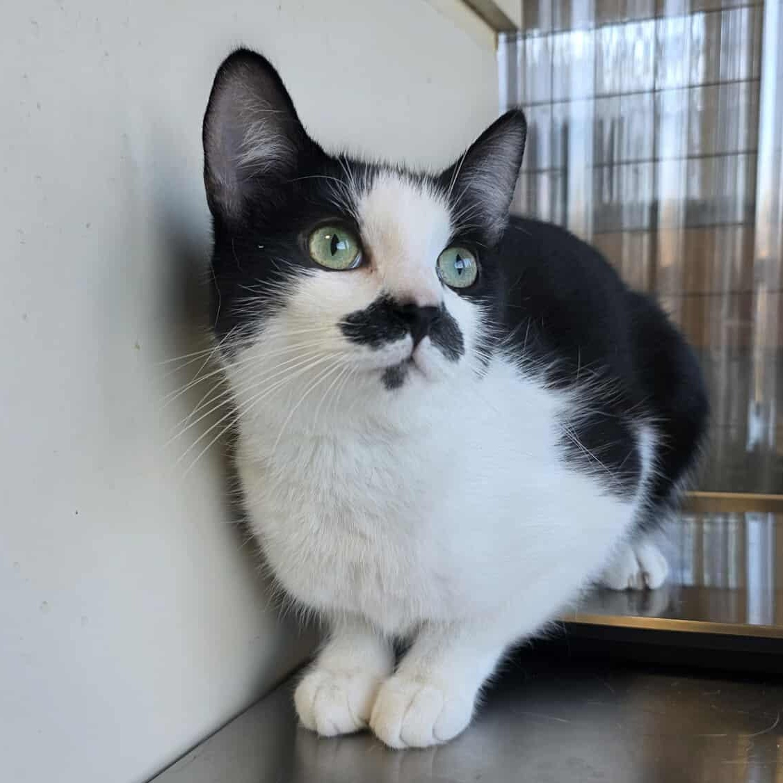 Enlarge Ceres, an adopted mixed breed in Shippenville, PA image 2/6