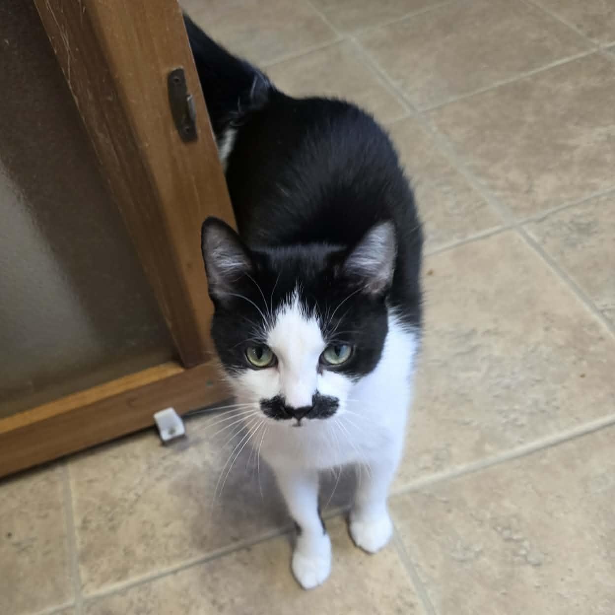 Enlarge Ceres, an adopted mixed breed in Shippenville, PA image 5/6