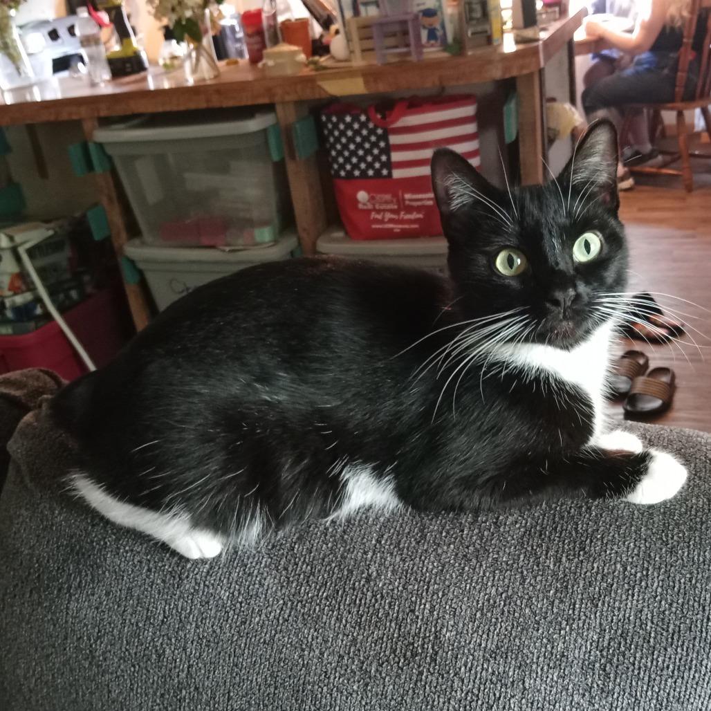 Milk Bowl C12267, ADOPTABLE, Adult • Female, Manx.