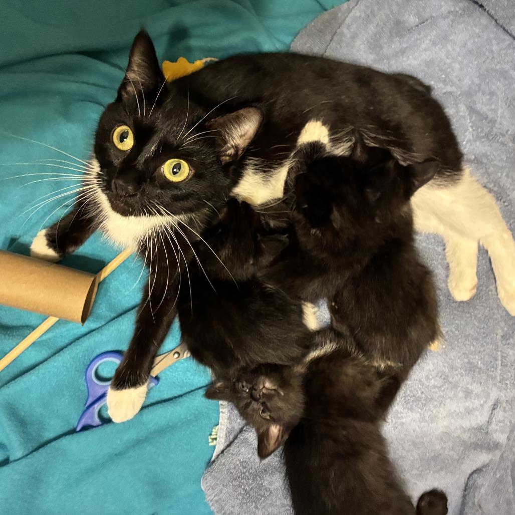Enlarge Milk Bowl C12267, a Adoptable Manx in Minneapolis, MN image 2/2