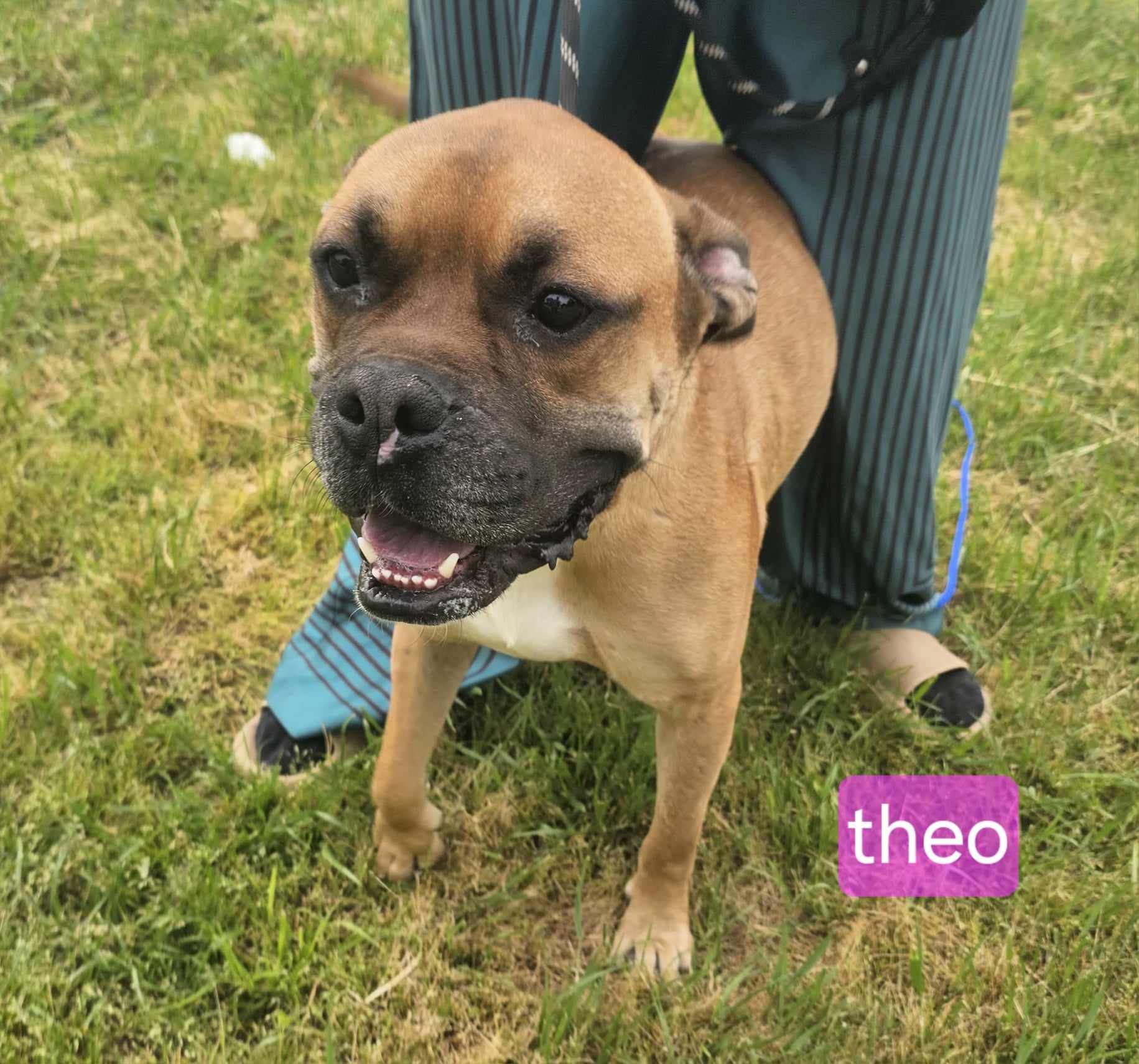 Theo, a Adoptable Boxer in Olympia, WA image 2/3