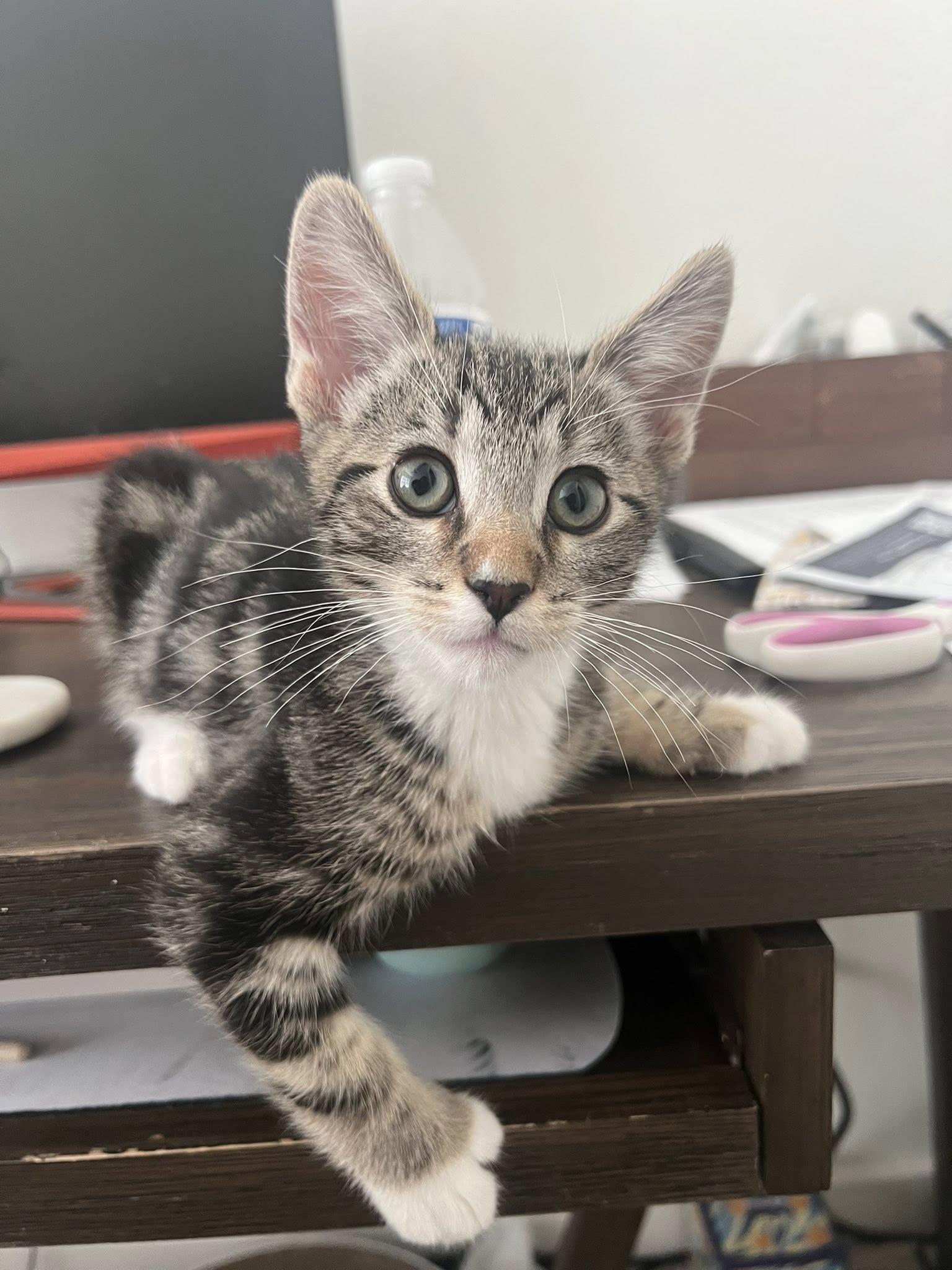 Enlarge Pepper, a ADOPTABLE Domestic Short Hair in Queen Creek, AZ image 5/6
