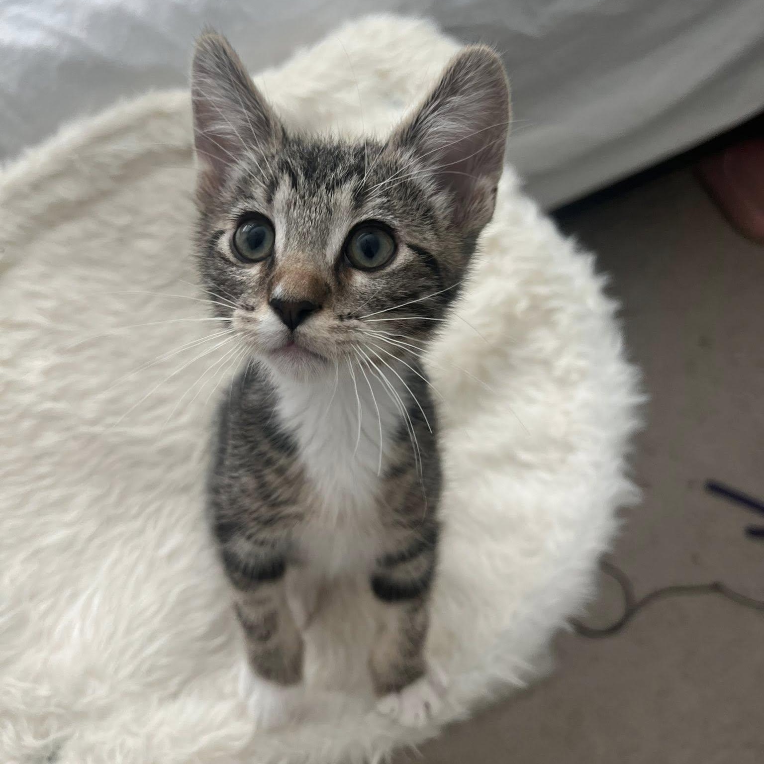 Enlarge Pepper, a ADOPTABLE Domestic Short Hair in Queen Creek, AZ image 2/6