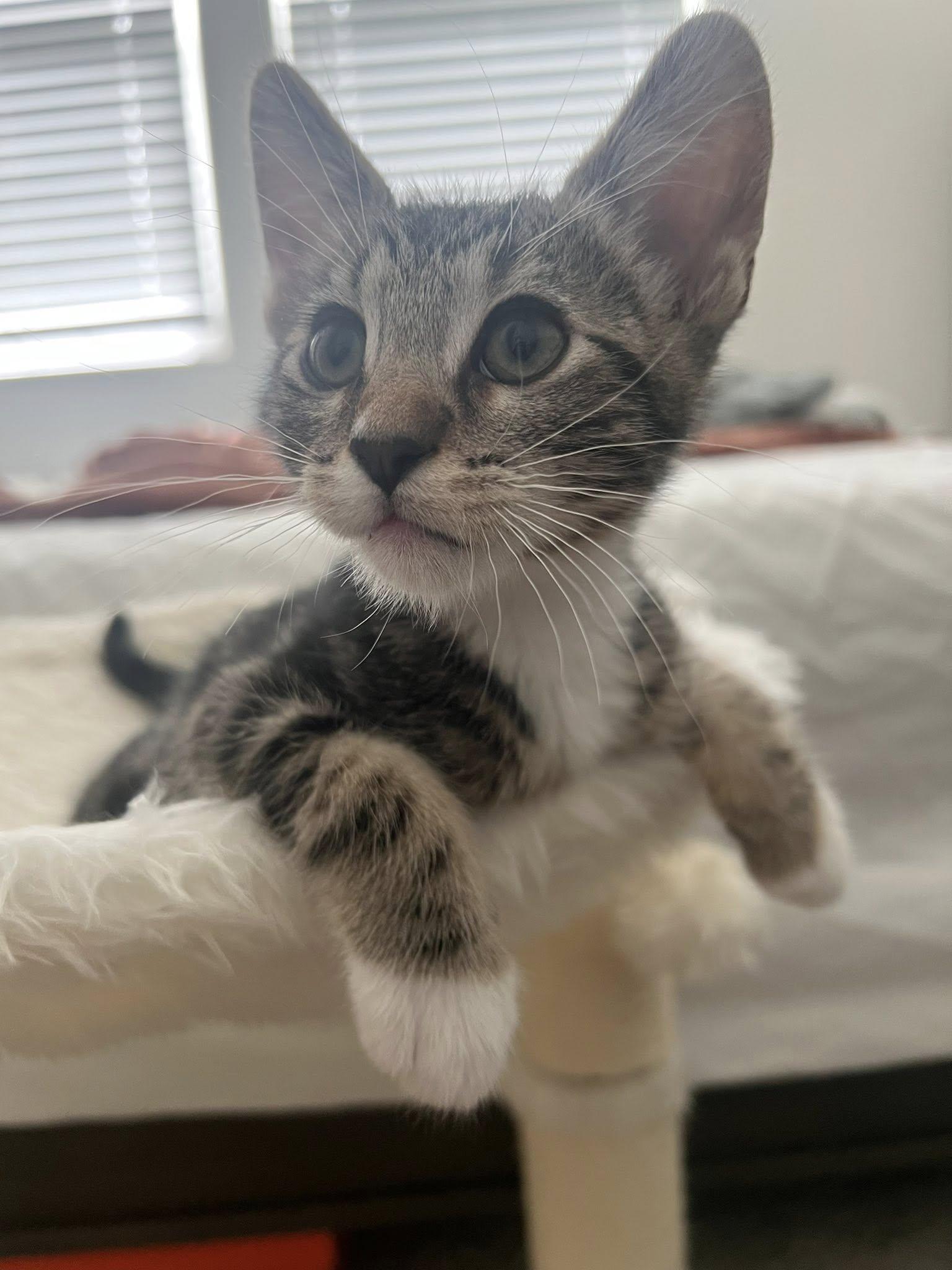 Enlarge Pepper, a ADOPTABLE Domestic Short Hair in Queen Creek, AZ image 3/6