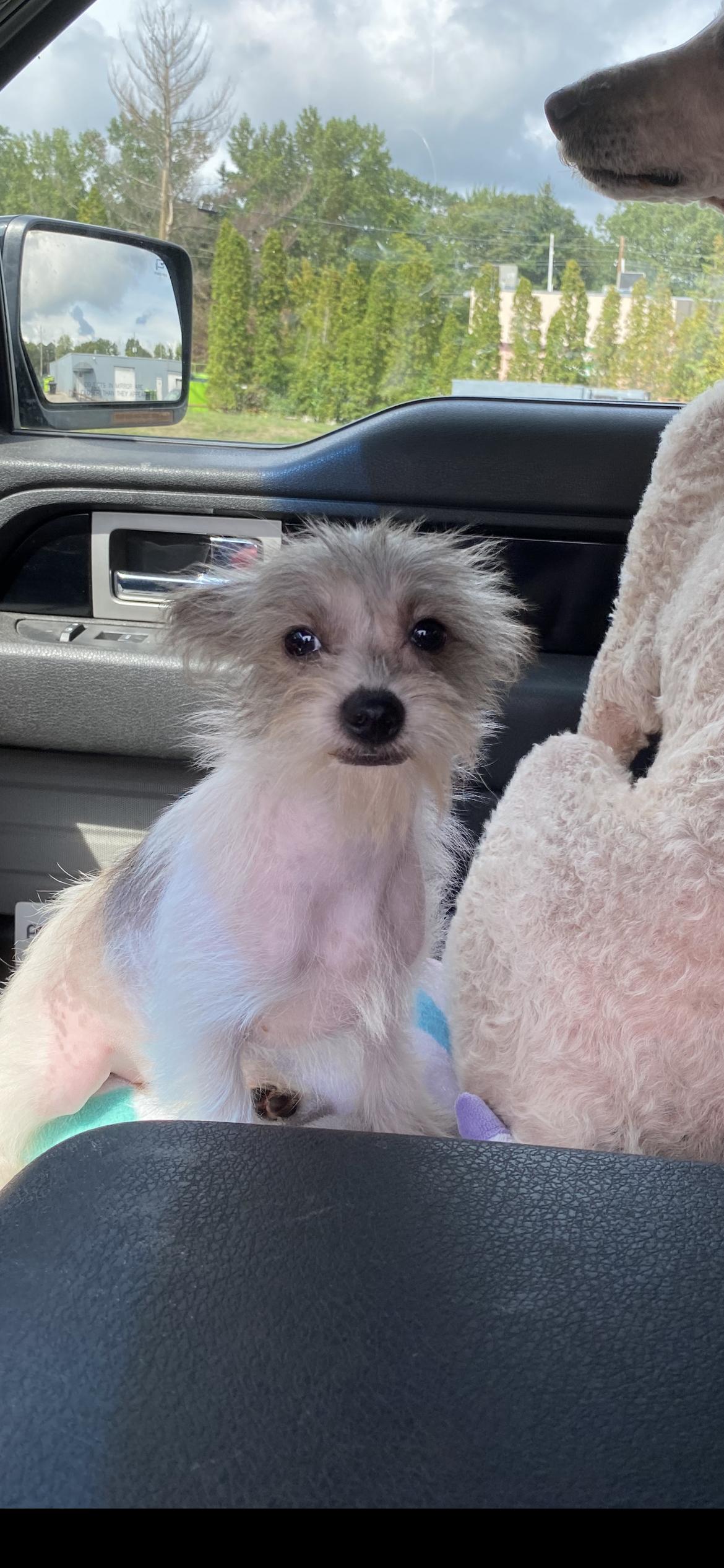 Enlarge Miley (Cyrus), a Adopted mixed breed in Midland, MI image 2/6