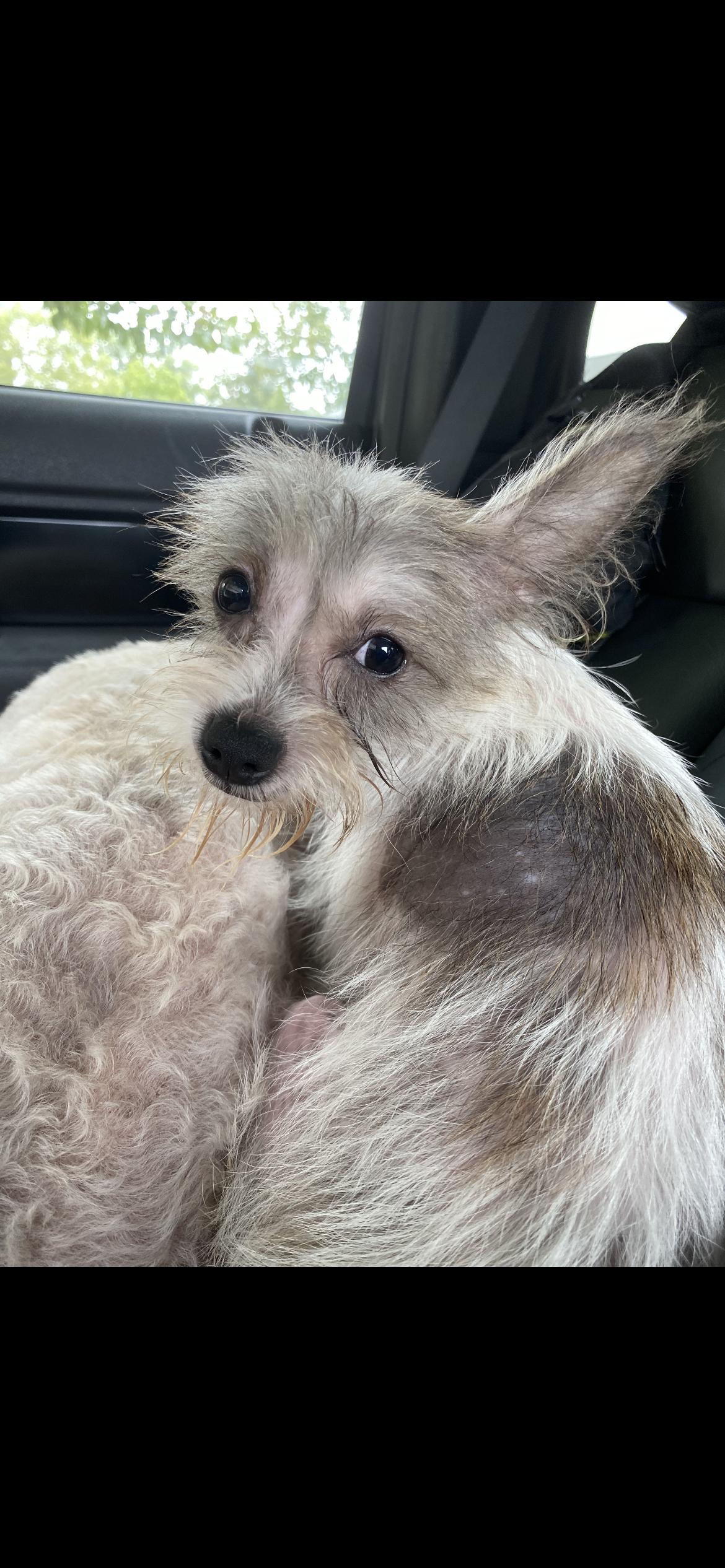 Enlarge Miley (Cyrus), a Adopted mixed breed in Midland, MI image 5/6
