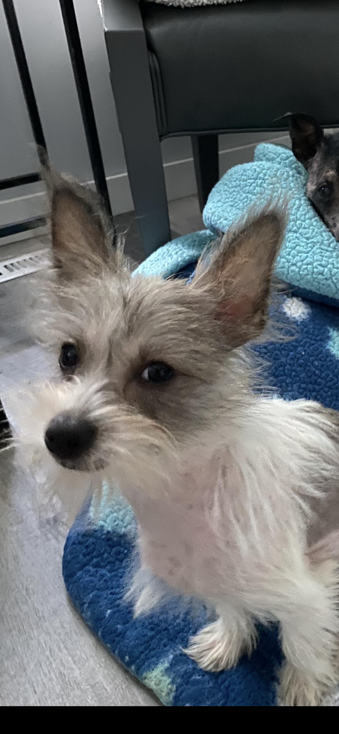 Miley (Cyrus), Adopted, Puppy Female Chinese Crested Dog & Chihuahua.