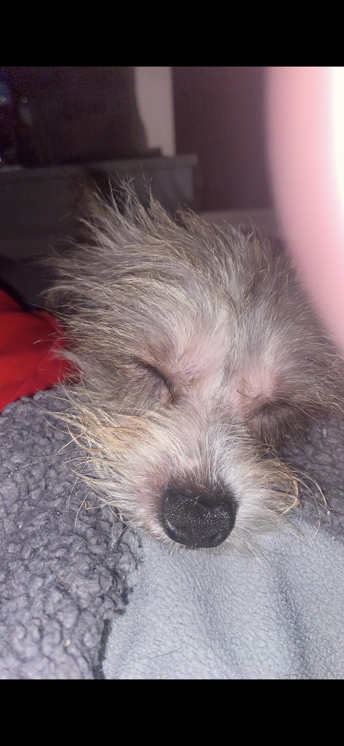 Enlarge Miley (Cyrus), a Adopted mixed breed in Midland, MI image 4/6