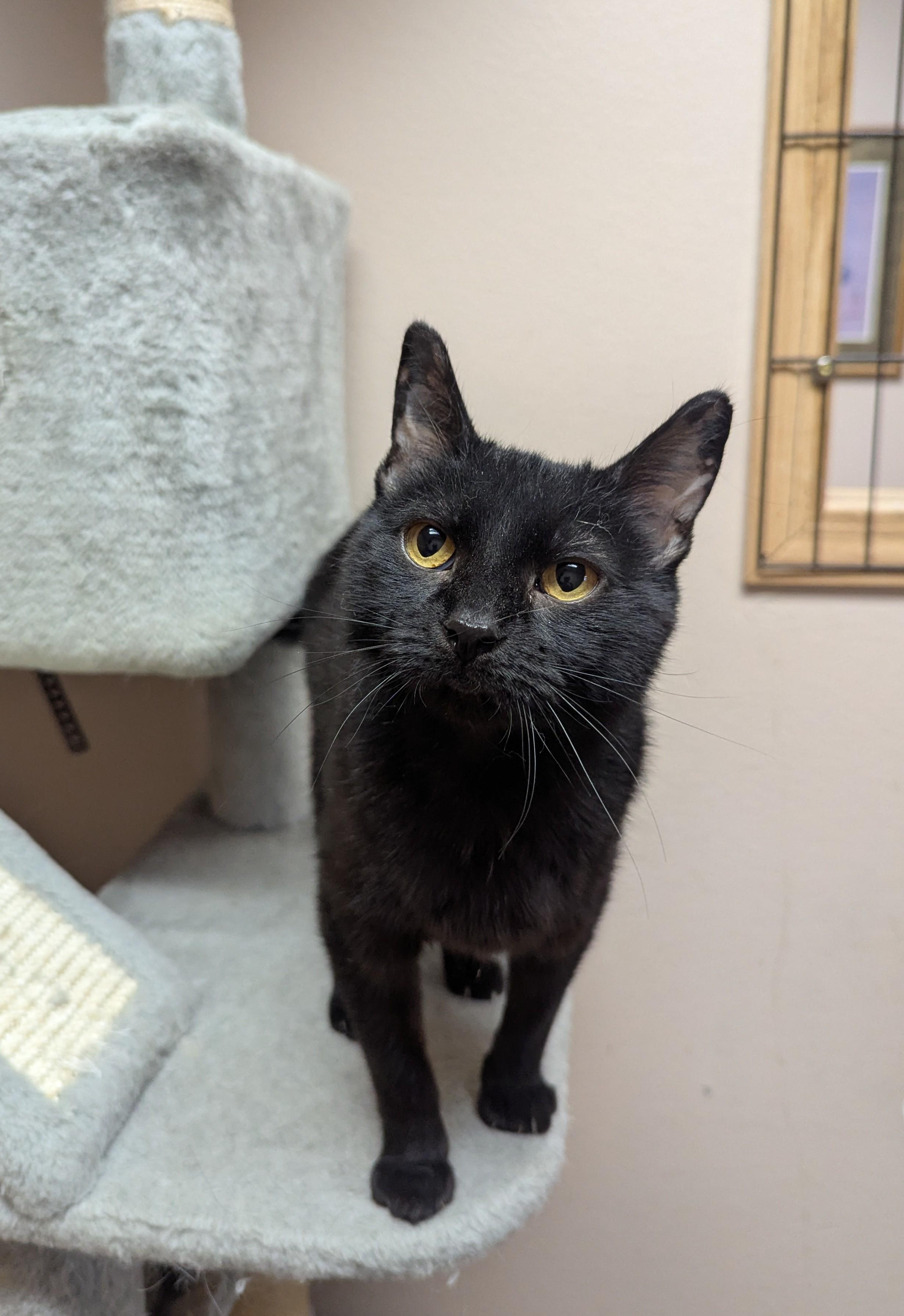 Costco, Adoptable, Adult Female Domestic Short Hair.