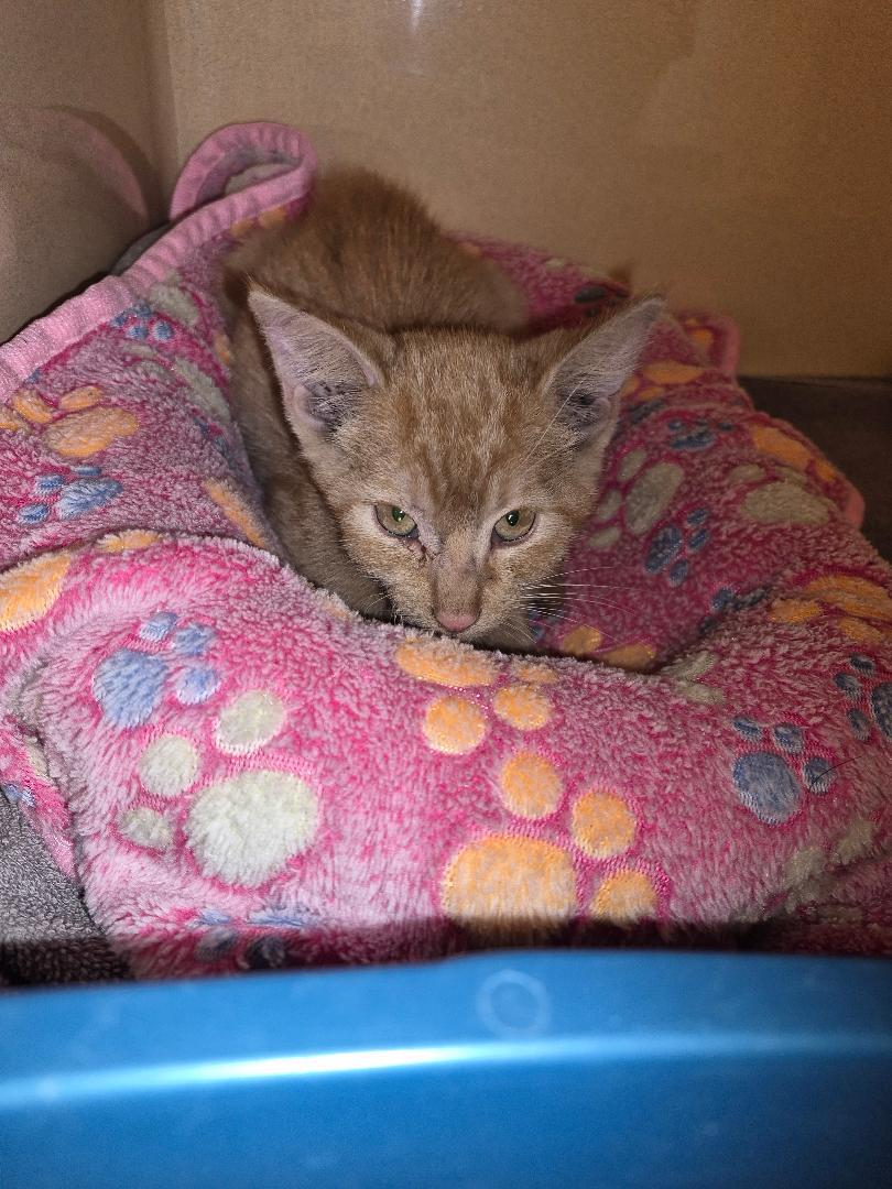 Enlarge ACO kitten, a Adoptable Domestic Short Hair in Hays, KS image 3/6