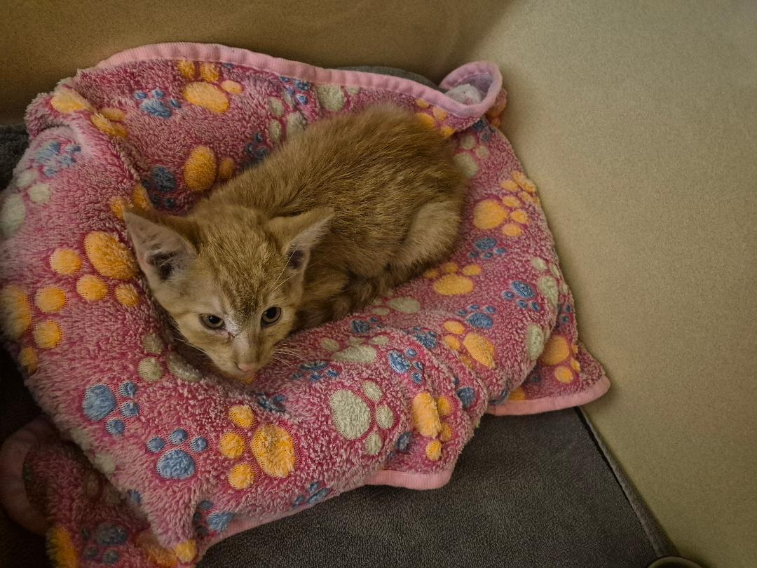 Enlarge ACO kitten, a Adoptable Domestic Short Hair in Hays, KS image 2/6