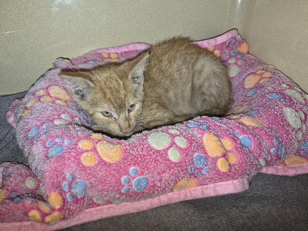 Enlarge ACO kitten, a Adoptable Domestic Short Hair in Hays, KS image 4/6