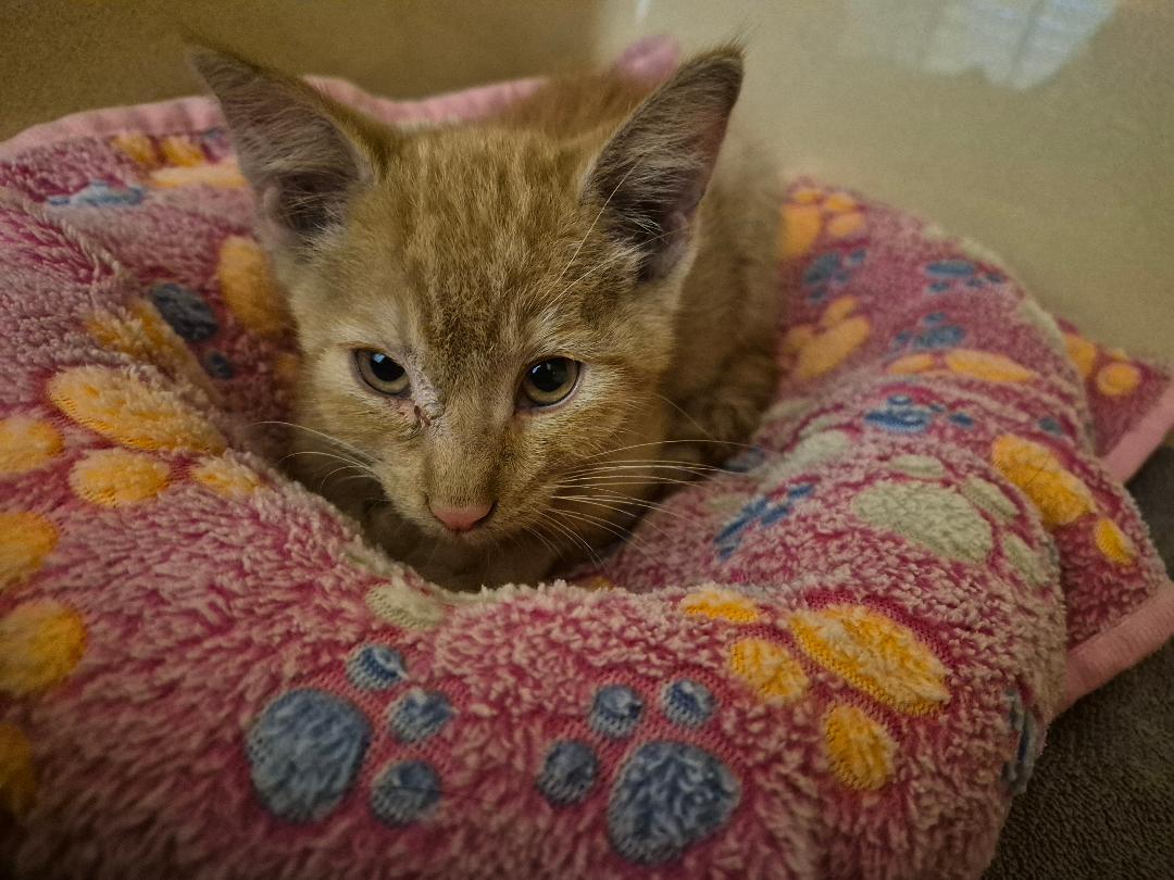 Enlarge ACO kitten, a Adoptable Domestic Short Hair in Hays, KS image 5/6