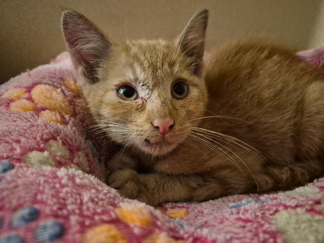ACO kitten, Adoptable, Kitten Male Domestic Short Hair.