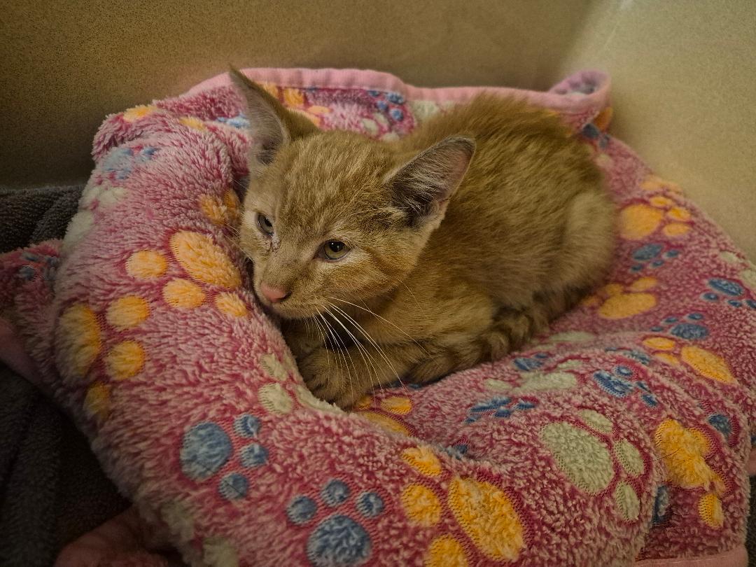 Enlarge ACO kitten, a Adoptable Domestic Short Hair in Hays, KS image 6/6